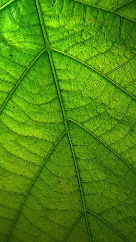 Green Leaf Mobile Wallpaper