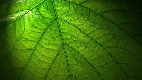 Green Leaf HD Desktop Wallpaper