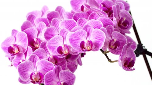 Purple Orchid HD Desktop Wallpaper