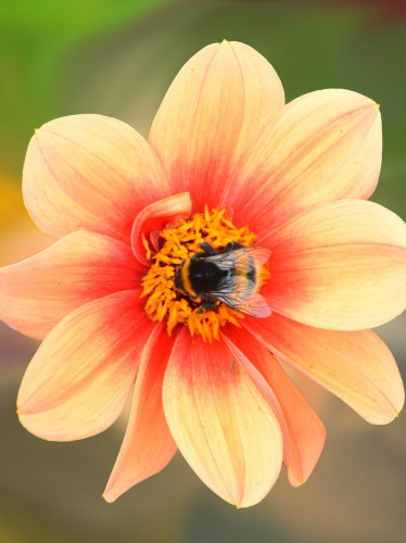 Dahlia Blossom with Bee iPad Wallpaper