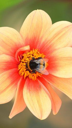 Dahlia Blossom with Bee Mobile Wallpaper