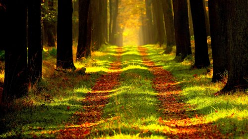 Light Path Through the Trees HD Desktop Wallpaper