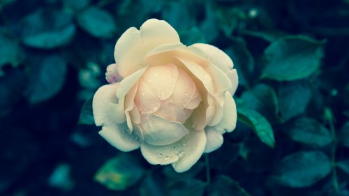 Pale Yellow Rose