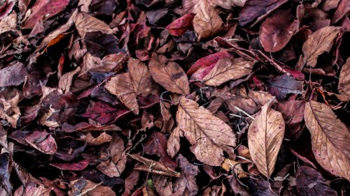 Fall Leaves on Ground Texture Wallpaper