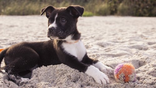 Puppy on the Beach HD Desktop Wallpaper