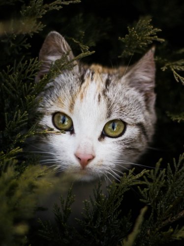 Cat Peeking Out Behind Branches