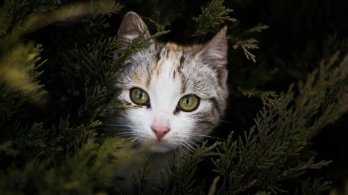 Cat Peeking Out Behind Branches HD Desktop Wallpaper