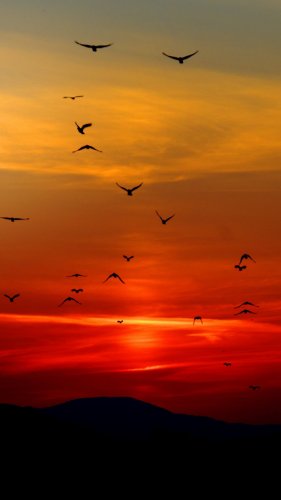 Birds in Sunset Tablet Wallpaper