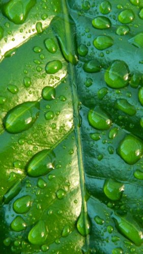 Raindrops on Leaf Mobile Wallpaper