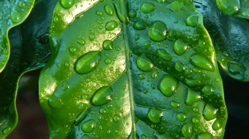 Raindrops on Leaf HD Desktop Wallpaper