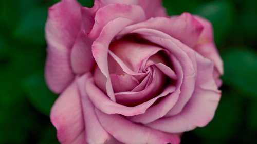 Dusty Pink Rose