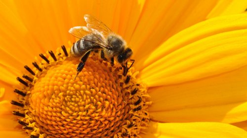 Bee on Sunflower HD Desktop Wallpaper