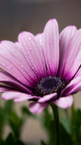 Dew on Purple Daisy