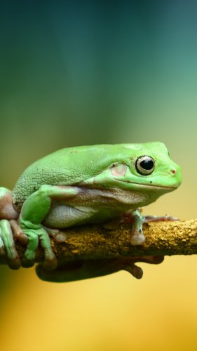 Green Frog Mobile Wallpaper