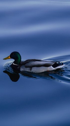 Duck on Blue Water Tablet Wallpaper