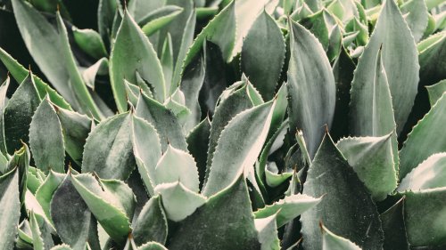 Cactus Leaves Wallpaper