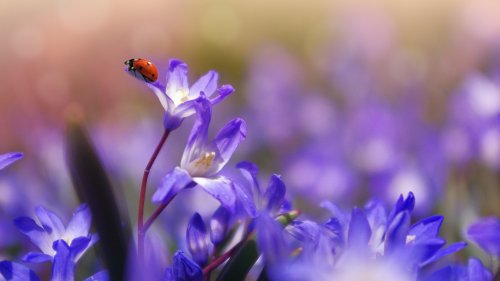 Ladybug on Purple Flower HD Desktop Wallpaper