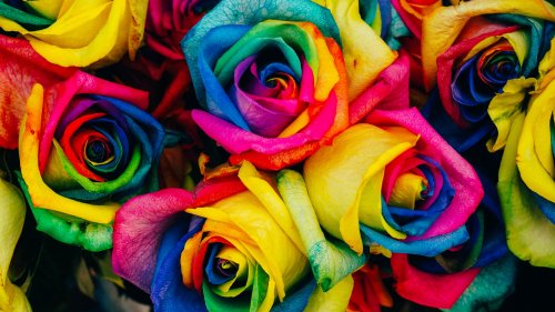 Rainbow Roses HD Desktop Wallpaper