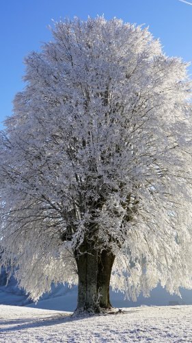 Tree in Snow Mobile Wallpaper