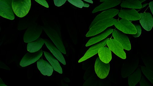 Leaves on Black Background HD Desktop Wallpaper