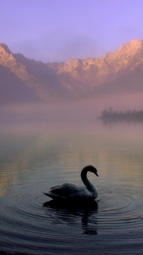 Swan in Mountain Lake Tablet Wallpaper