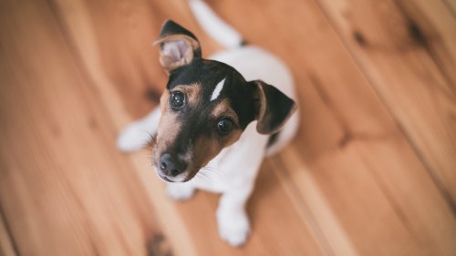 Terrier Puppy HD Desktop Wallpaper