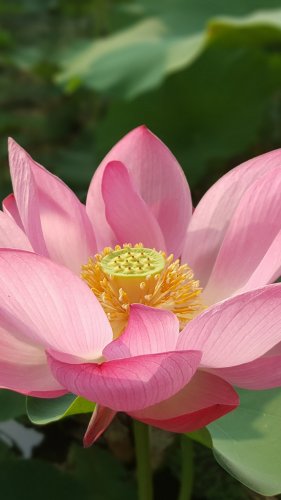 Lotus Flower Tablet Wallpaper
