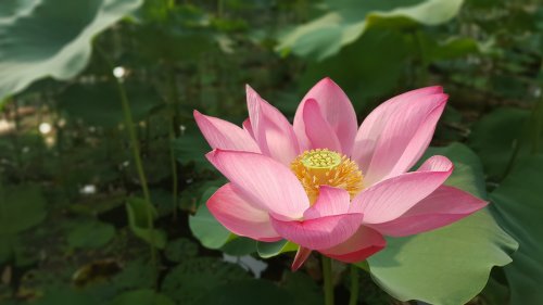 Lotus Flower HD Desktop Wallpaper