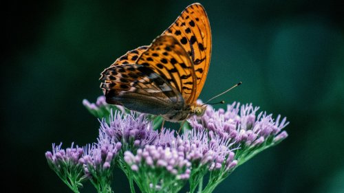 Orange Butterfly on Purple Flower HD Desktop Wallpaper