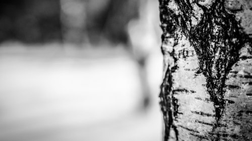 Birch Tree in Winter Wallpaper