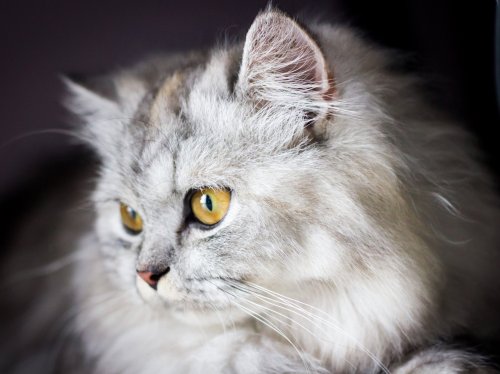 White and Gray Cat  Wallpaper