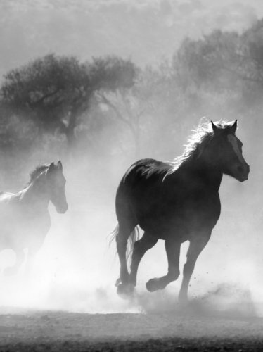 Horses in the Mist iPad Wallpaper