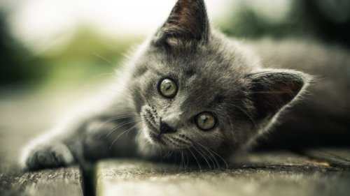 Gray Kitten HD Desktop Wallpaper