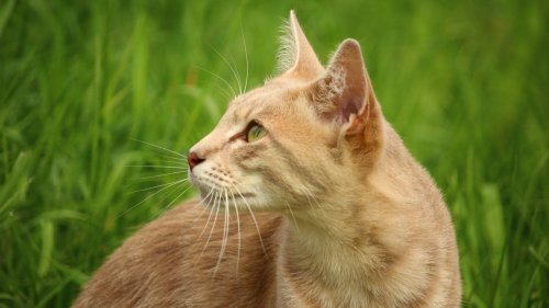 Orange Cat in Grass HD Desktop Wallpaper