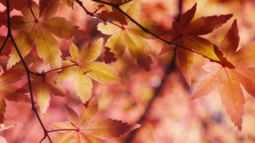 Autumn Maple Leaves HD Desktop Wallpaper