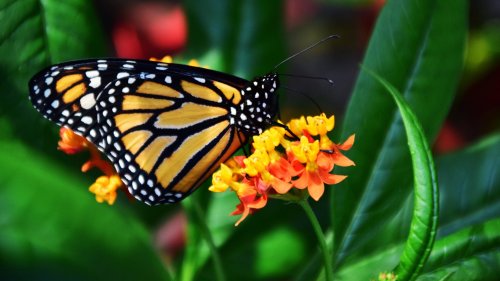 Monarch Butterfly HD Desktop Wallpaper