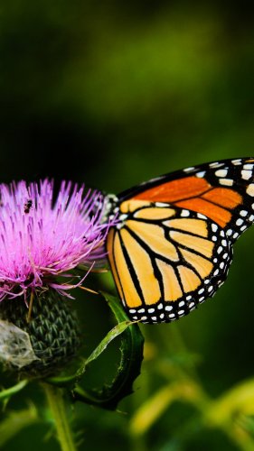 Monarch Butterfly on Thistle Flower Mobile Wallpaper
