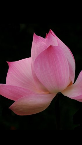 Pink Lotus Mobile Wallpaper