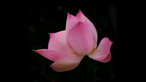 Pink Lotus HD Desktop Wallpaper
