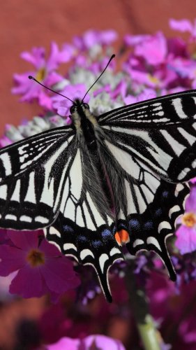 Swallowtail Butterfly Mobile Wallpaper