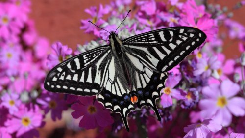 Swallowtail Butterfly HD Desktop Wallpaper