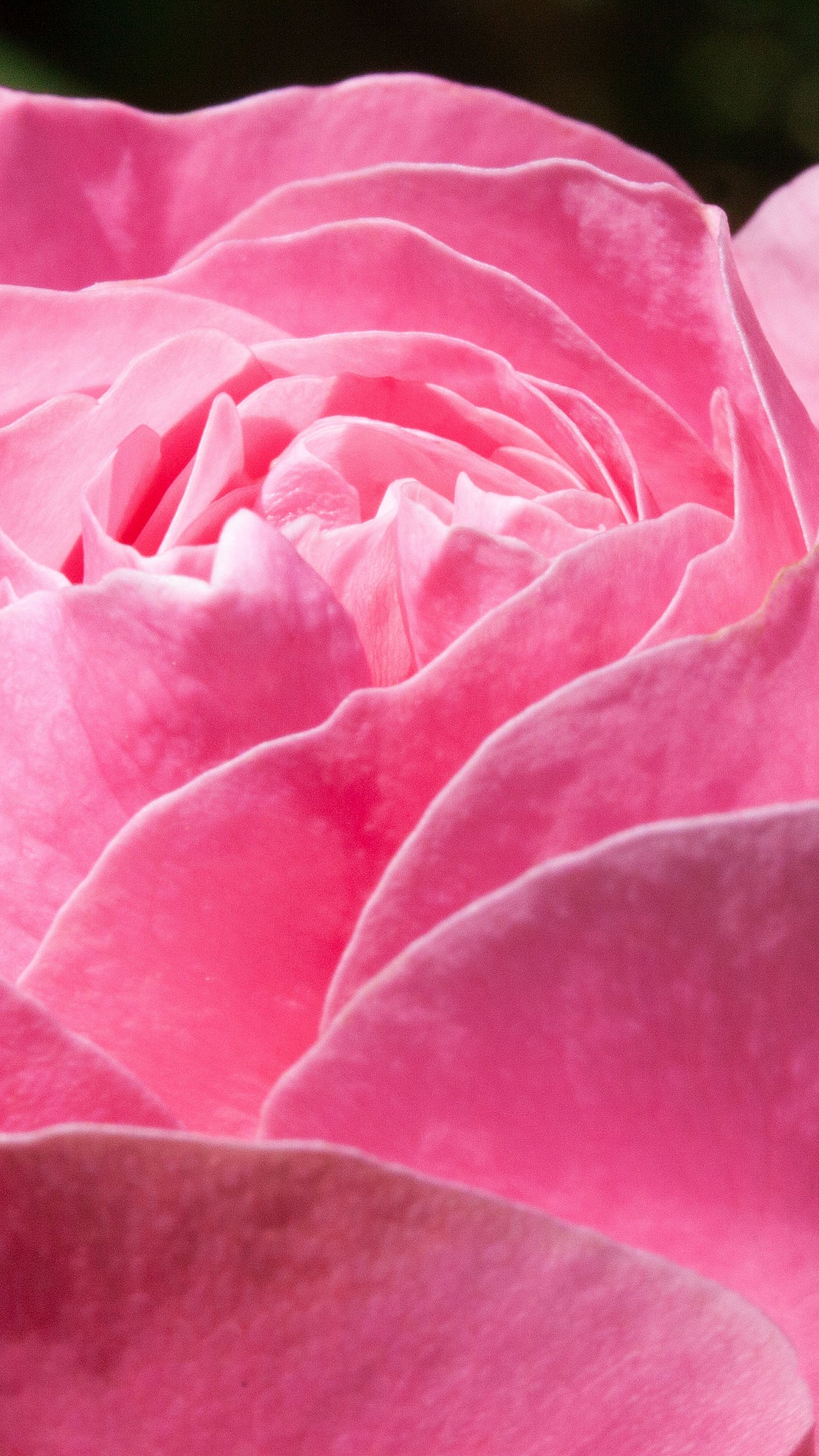 Pink Rose Wallpaper For Mobile : flowers, pink roses, wallpaper and