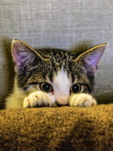 Kitten Peeking