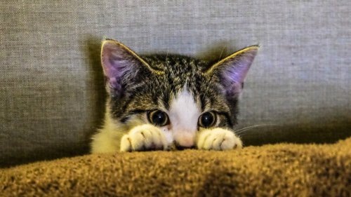 Kitten Peeking HD Desktop Wallpaper