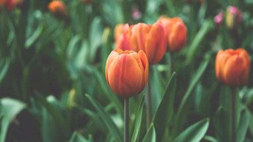 Orange Tulip HD Desktop Wallpaper