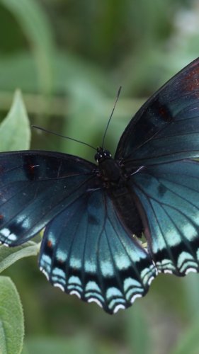 Red Spotted Purple Butterfly Tablet Wallpaper