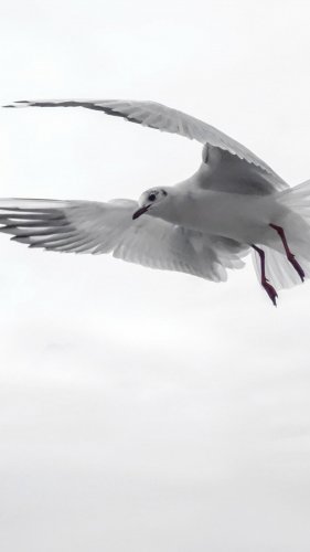 Sea Gull in Flight Mobile Wallpaper
