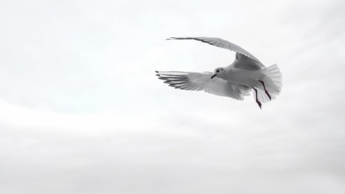Sea Gull in Flight HD Desktop Wallpaper