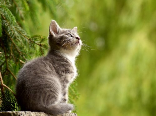 Curious Kitten on Fencepost
