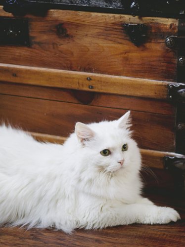 Elegant White Fluffy Cat